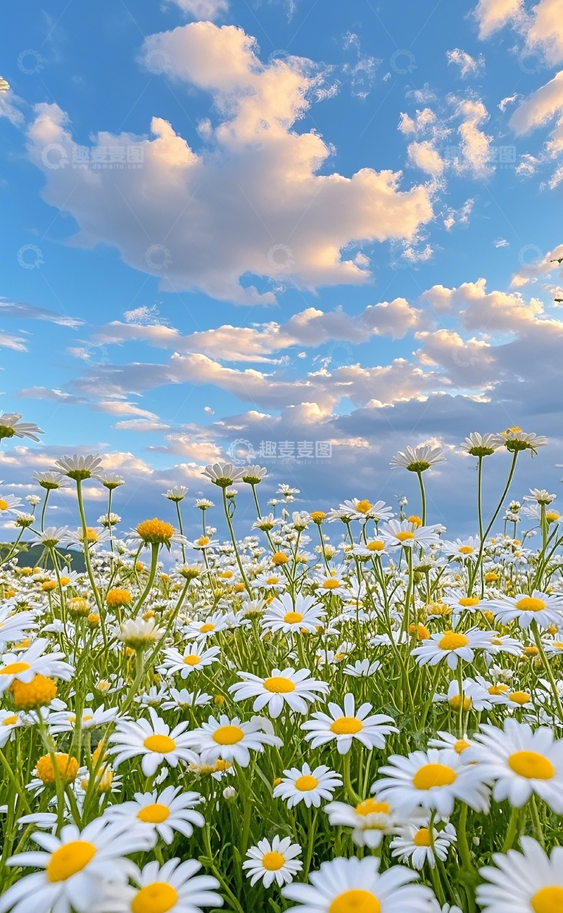 高清大图下载【趣麦麦图】小雏菊2