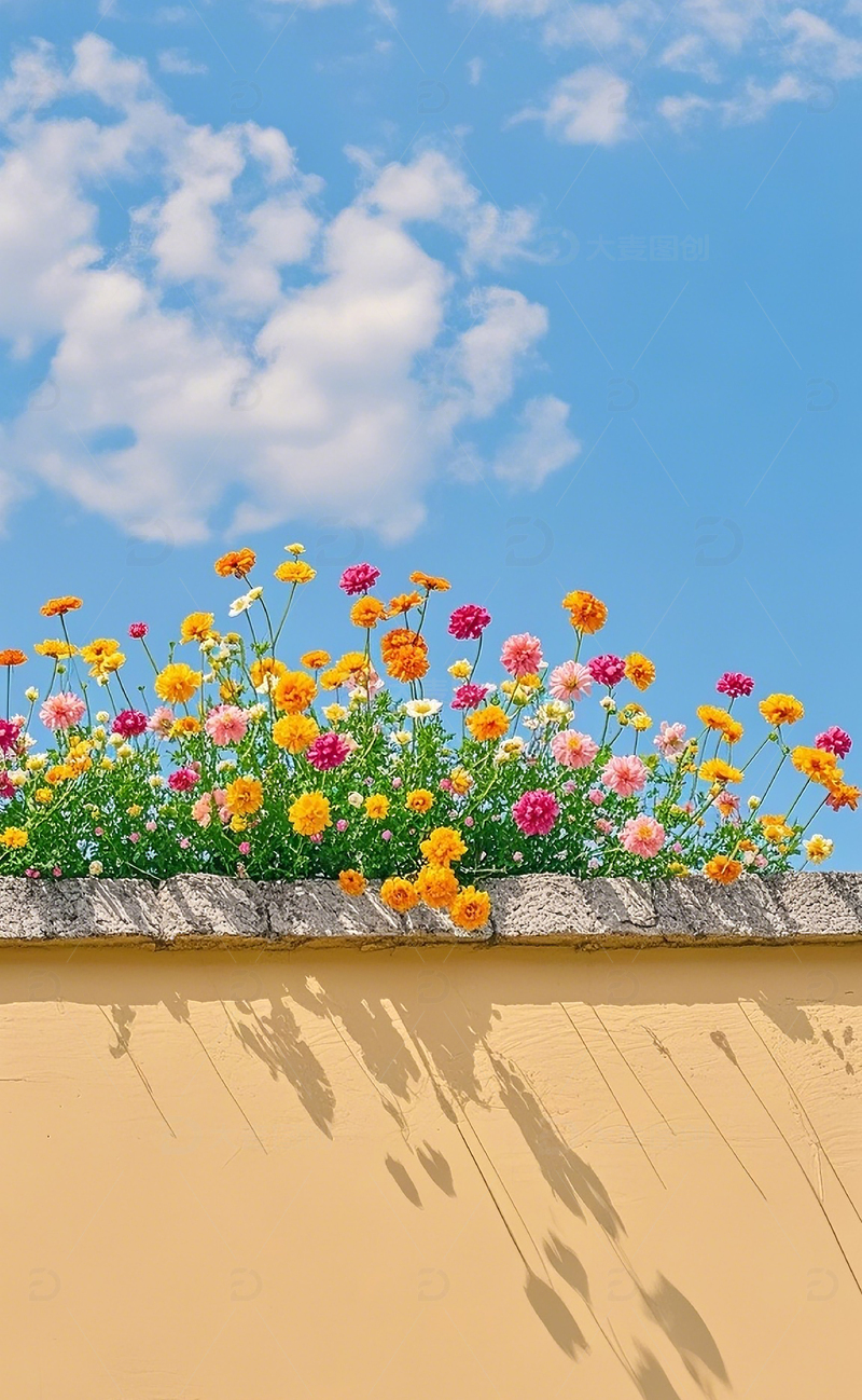 高清大图下载【趣麦麦图】墙上的小雏菊