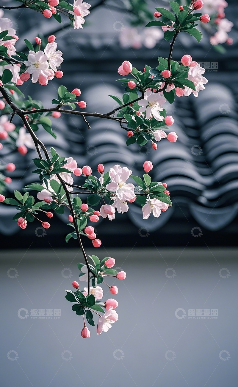 高清大图下载【趣麦麦图】江南的海棠花1