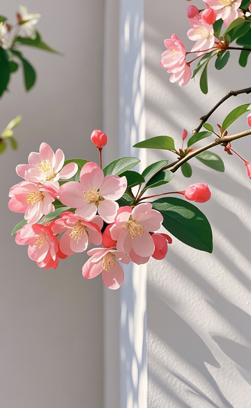墙边的海棠花2