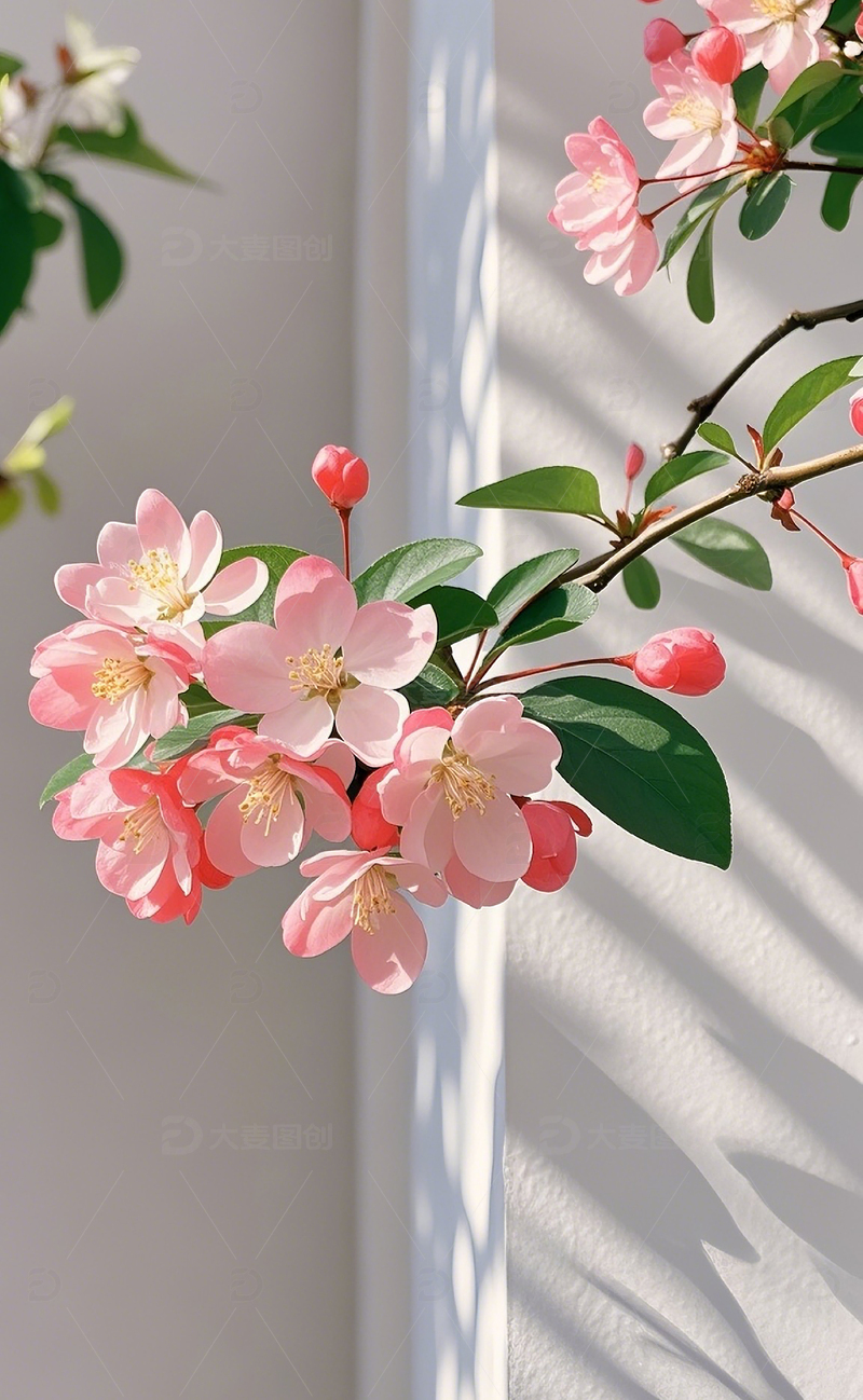 高清大图下载【趣麦麦图】墙边的海棠花2