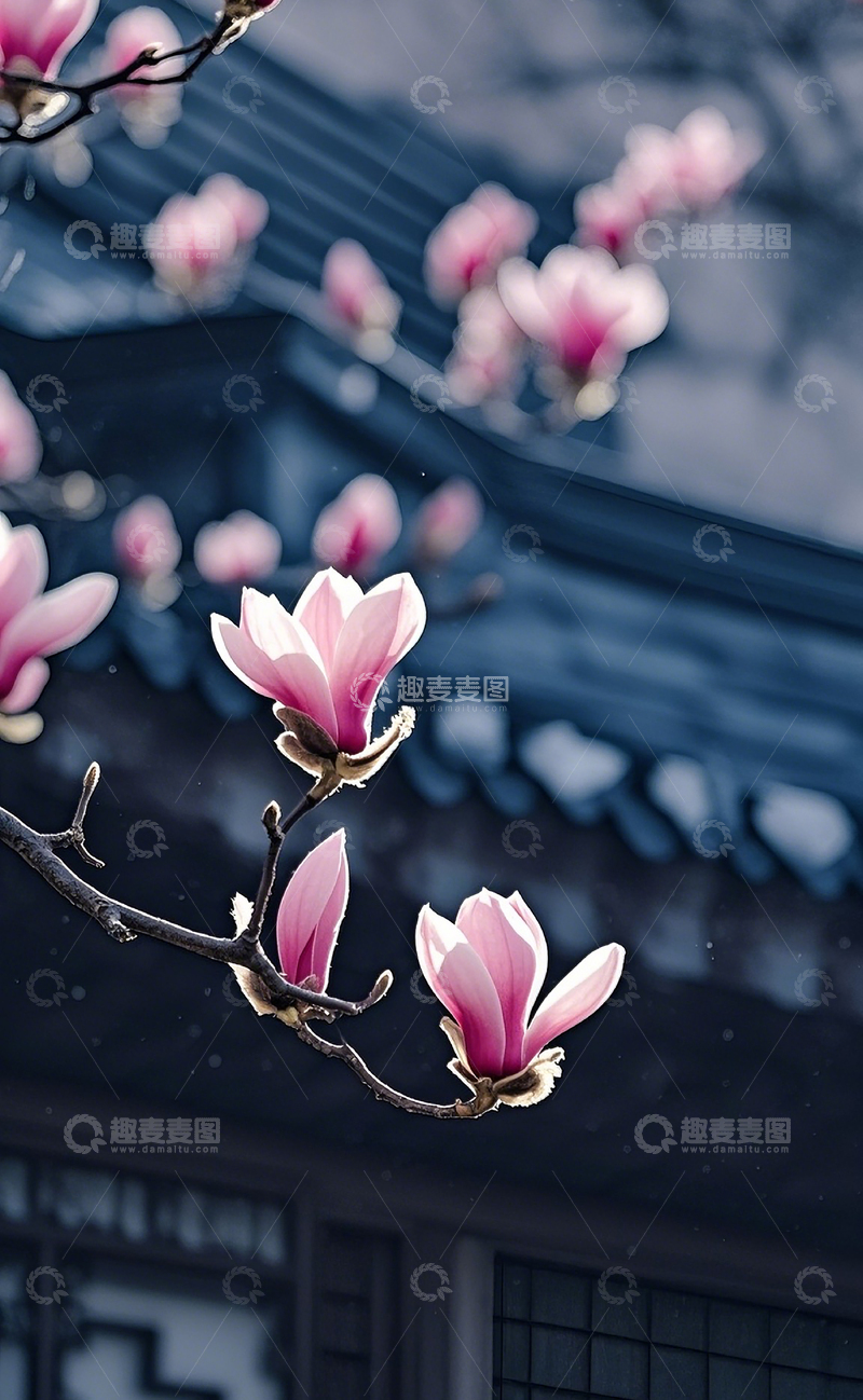 高清大图下载【趣麦麦图】玉兰花