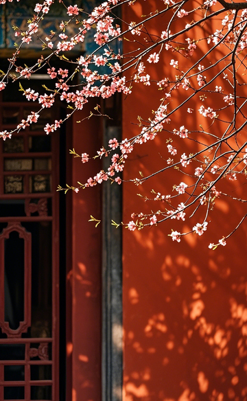 红墙边的桃花1