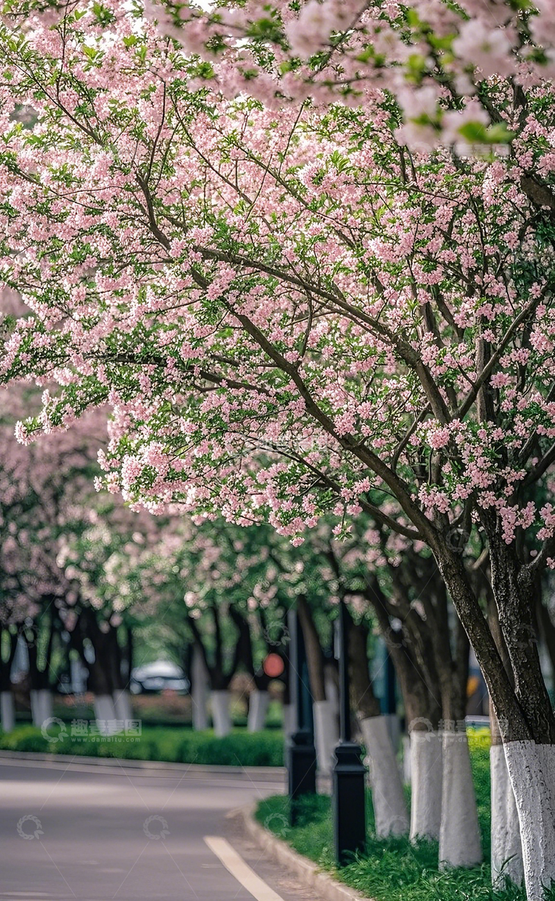 高清大图下载【趣麦麦图】路边的桃花树1