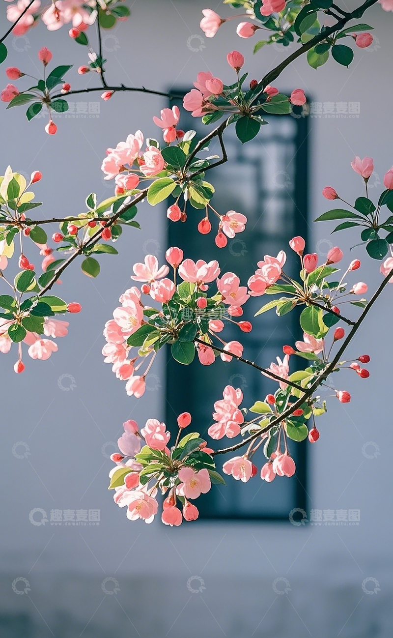 高清大图下载【趣麦麦图】墙边的海棠花3