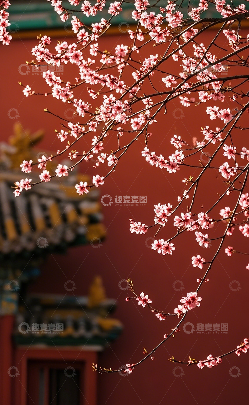 高清大图下载【趣麦麦图】红墙边的桃花3