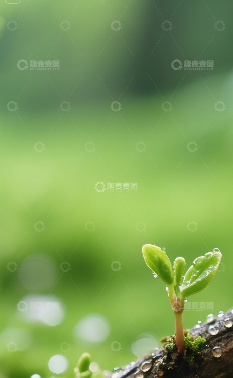 高清大图下载【趣麦麦图】春天万物萌芽8