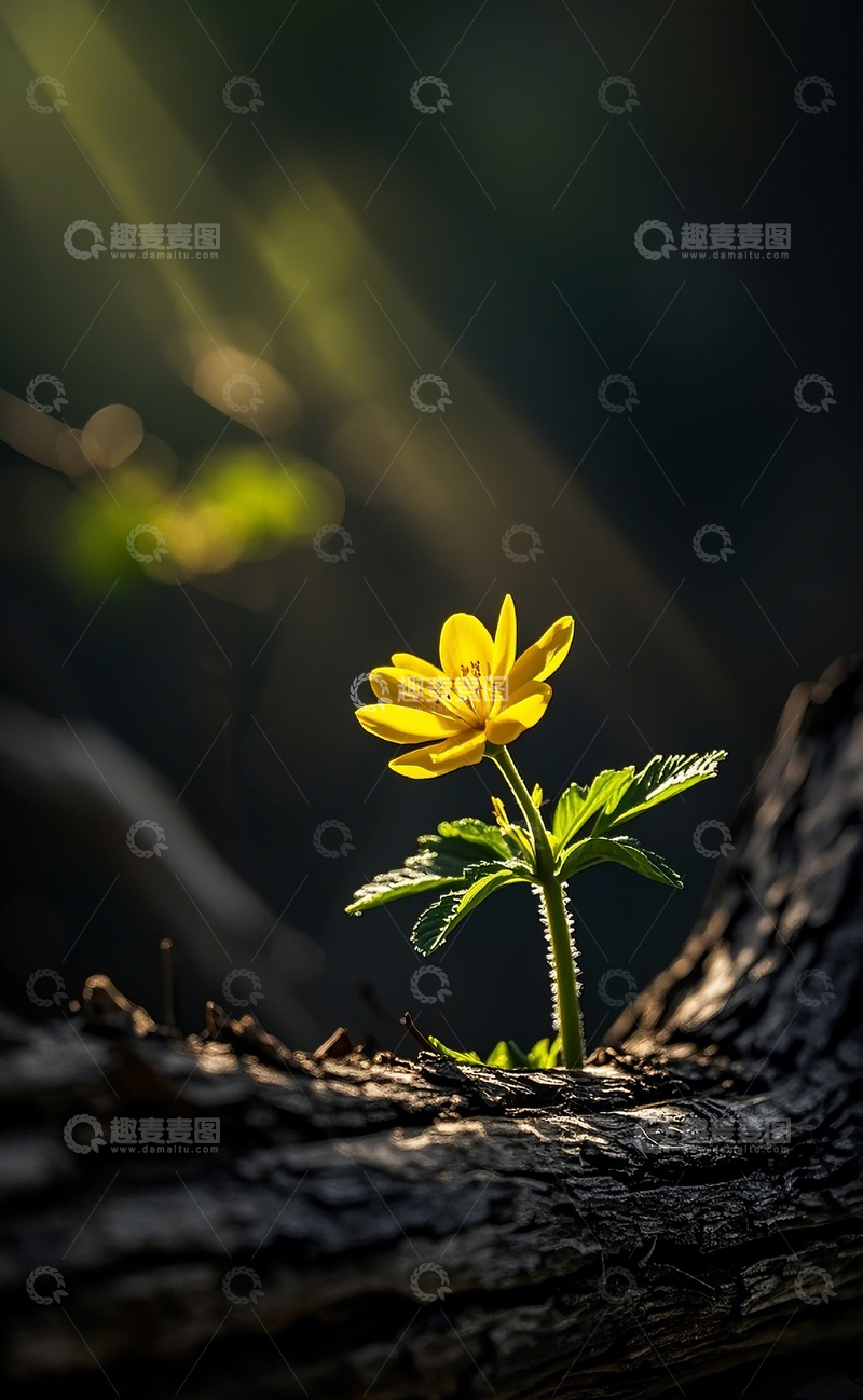 高清大图下载【趣麦麦图】枯木上开出一朵漂亮的小花2