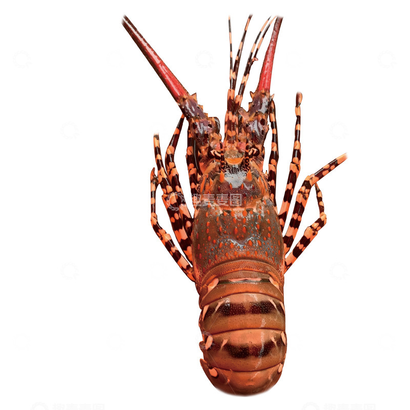 高清大图下载【趣麦麦图】美食鲜活大龙虾