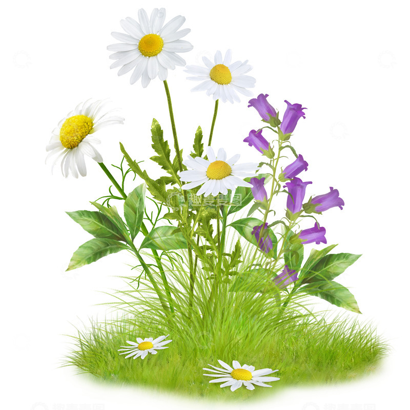 高清大图下载【趣麦麦图】小菊花和兰花