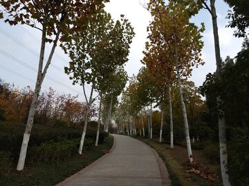 林间小路曲径通幽