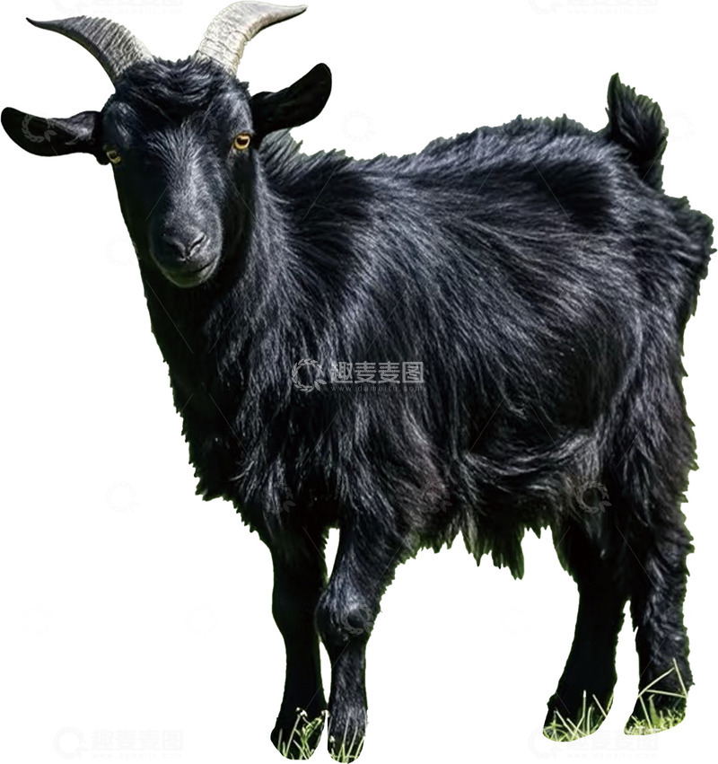 高清大图下载【趣麦麦图】黑色老山羊免扣图片
