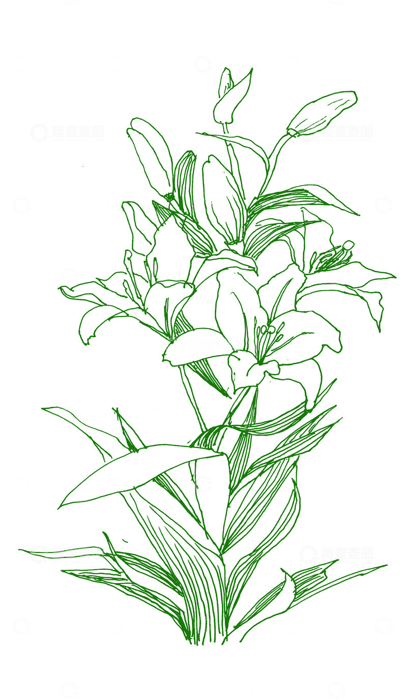 高清大图下载【趣麦麦图】百合花小花绿花