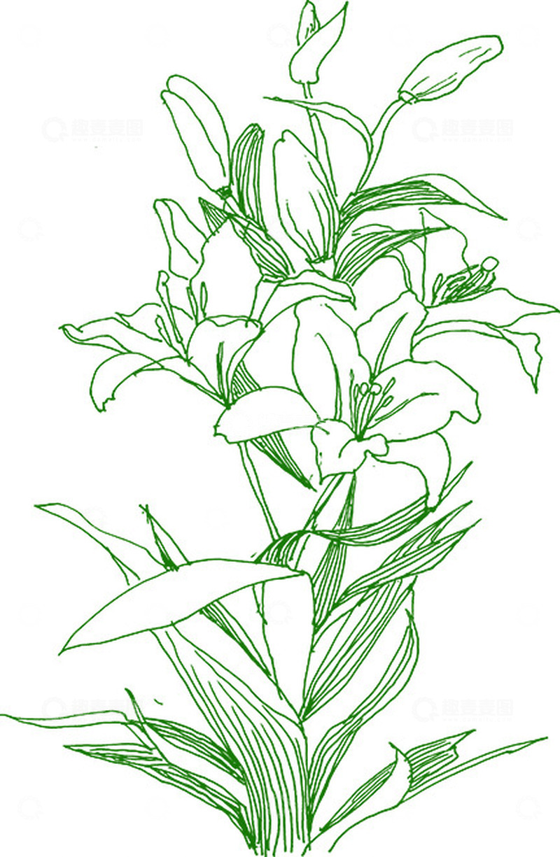 高清大图下载【趣麦麦图】小花绿花花草 