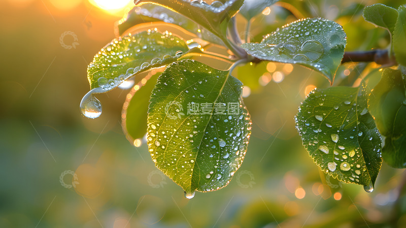 高清大图下载【趣麦麦图】春天叶子上的雨滴