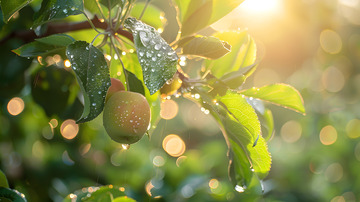 春天果实上的雨滴