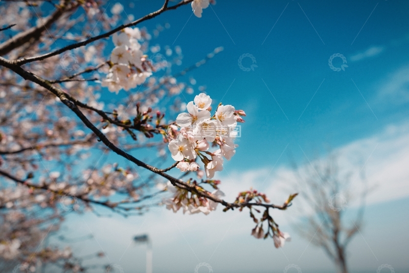 高清大图下载【趣麦麦图】春季的花和天空