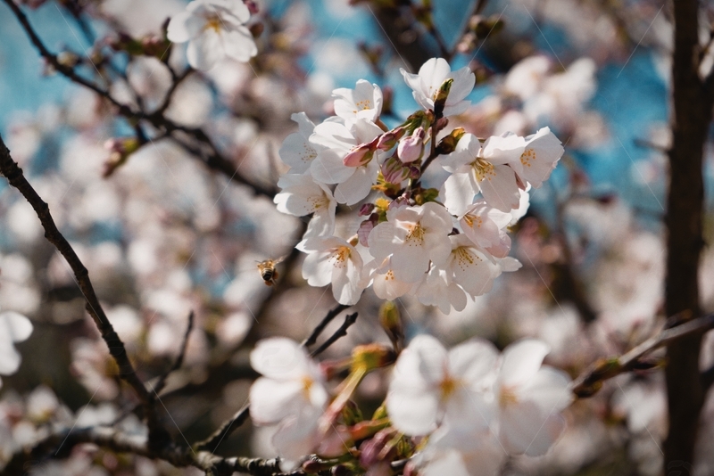 好看的花朵还有蜜蜂