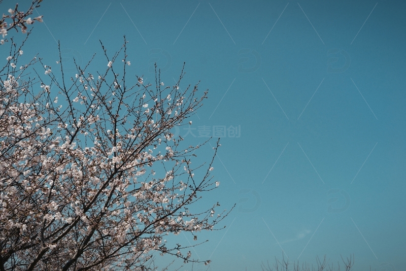 天空的枝头花