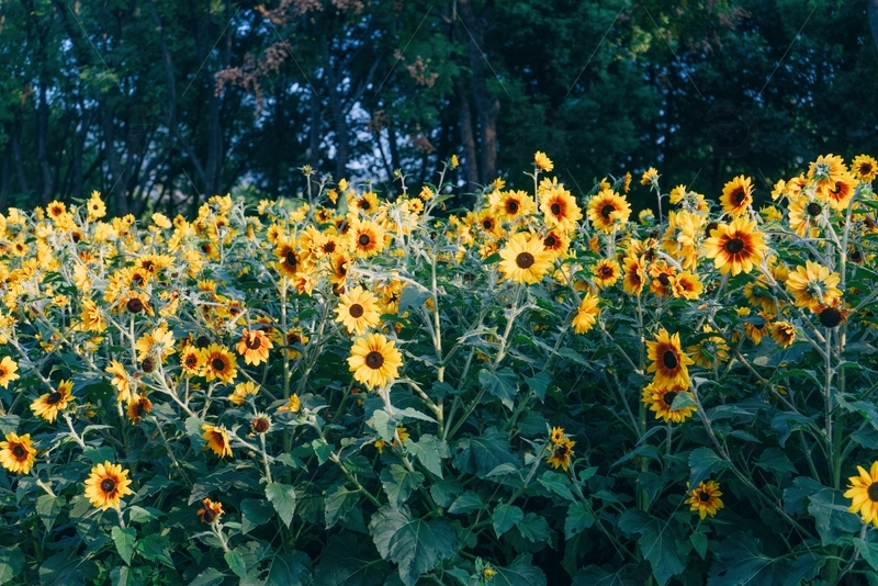 高清大图下载【趣麦麦图】金黄色的向日葵群