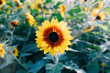 金黄色的向日葵
