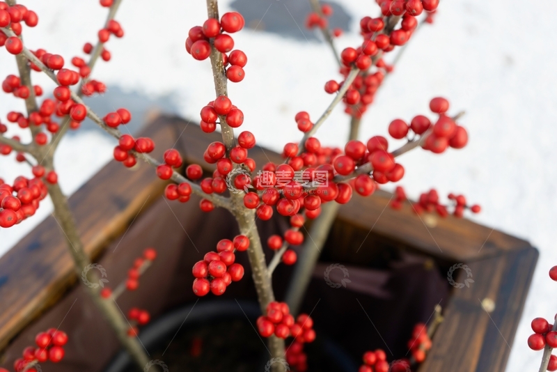 高清大图下载【趣麦麦图】艳丽的轮生冬青