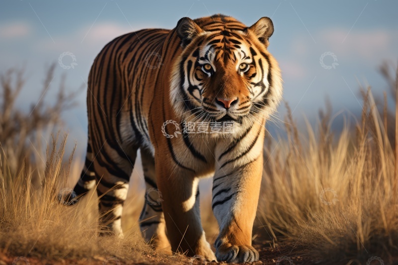 高清大图下载【趣麦麦图】草原上行走的一只老虎
