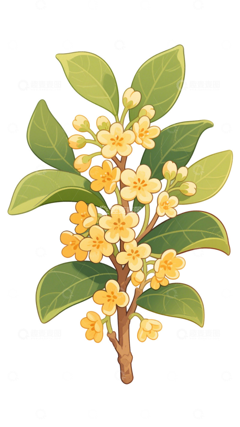 高清大图下载【趣麦麦图】桂花花卉植物素材免扣元素