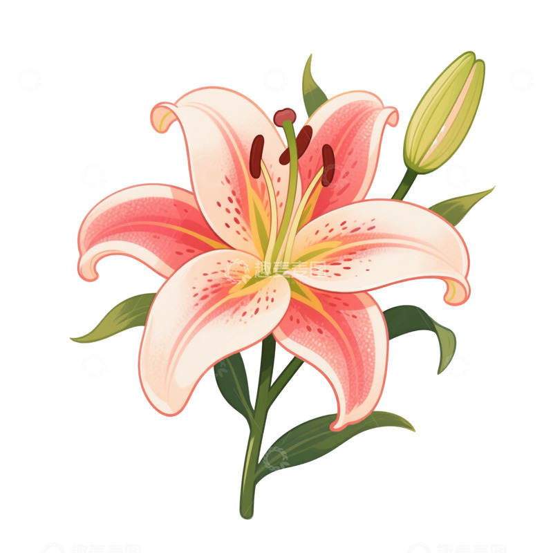 高清大图下载【趣麦麦图】百合花花卉植物素材免扣元素