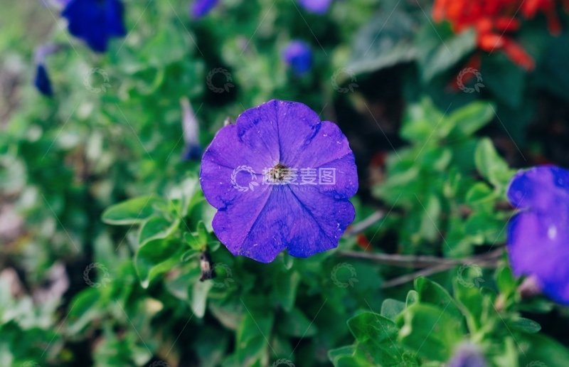 高清大图下载【趣麦麦图】花丛中的紫色小花