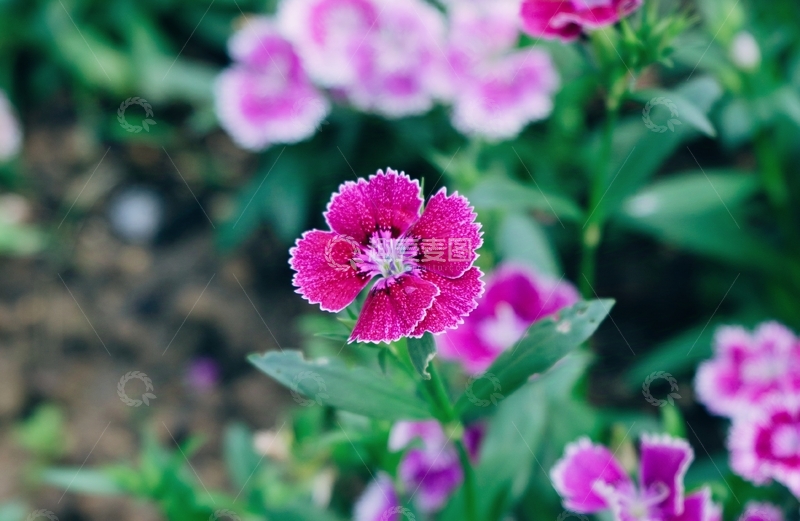 高清大图下载【趣麦麦图】花丛中的粉色小花