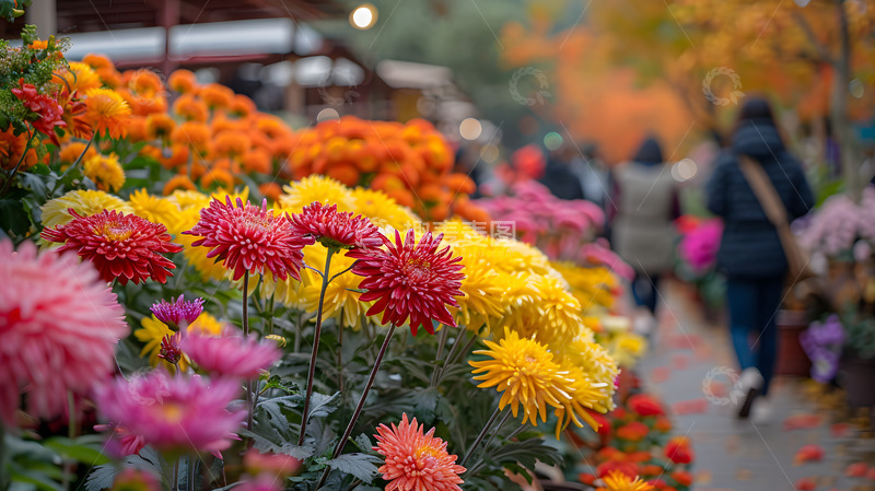 高清大图下载【趣麦麦图】秋冬公园菊花赏花游人1