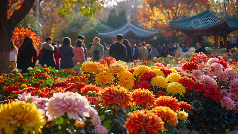 高清大图下载【趣麦麦图】秋冬公园菊花赏花游人2
