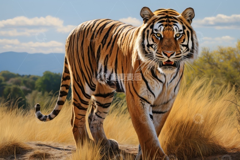 高清大图下载【趣麦麦图】荒原里的一只老虎