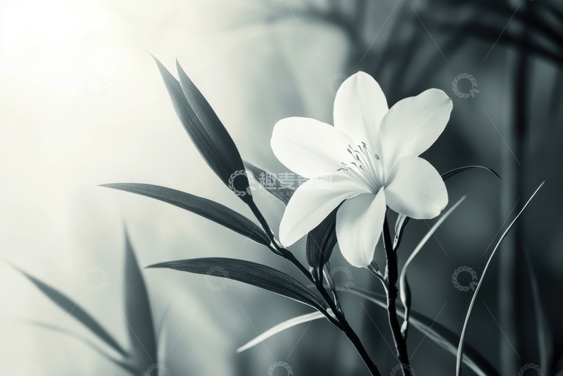 高清大图下载【趣麦麦图】一朵兰花摄影