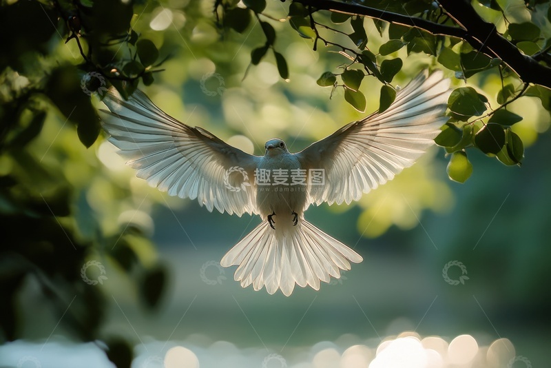 高清大图下载【趣麦麦图】公园里飞翔的白鸽子