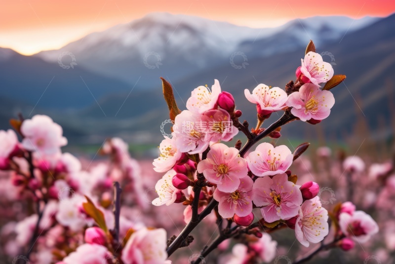 高清大图下载【趣麦麦图】盛开的桃花树枝