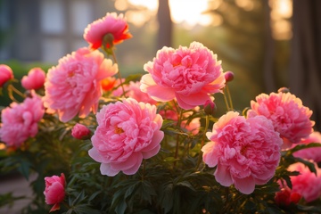 盛开的粉色牡丹花