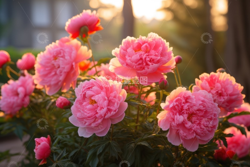 高清大图下载【趣麦麦图】盛开的粉色牡丹花