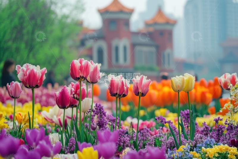 高清大图下载【趣麦麦图】盛开的郁金香花丛