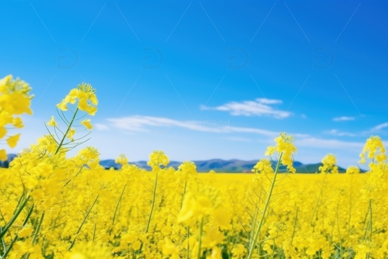 高清大图下载【趣麦麦图】蓝天下的油菜花花田