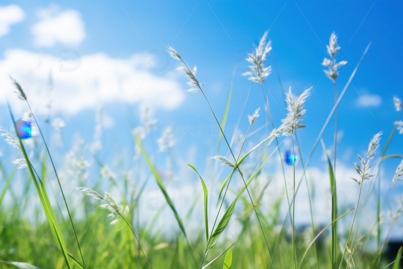 高清大图下载【趣麦麦图】户外花草自然风景