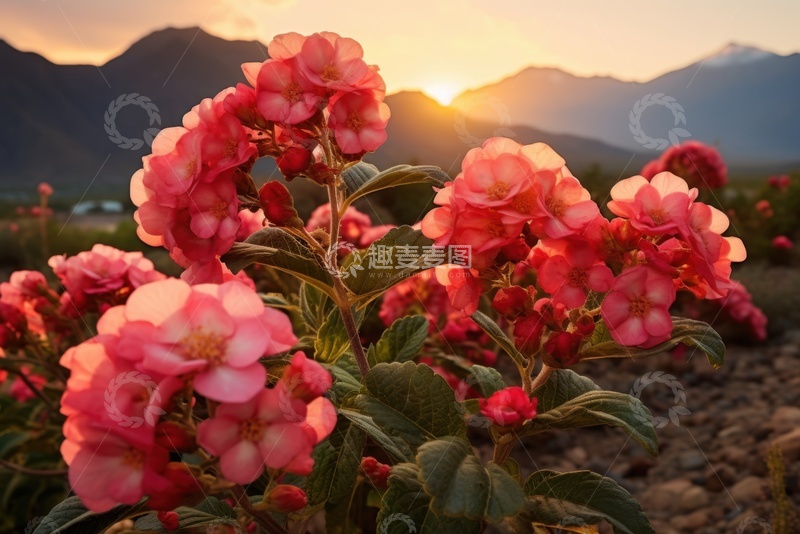 高清大图下载【趣麦麦图】户外盛开的玫红色花朵