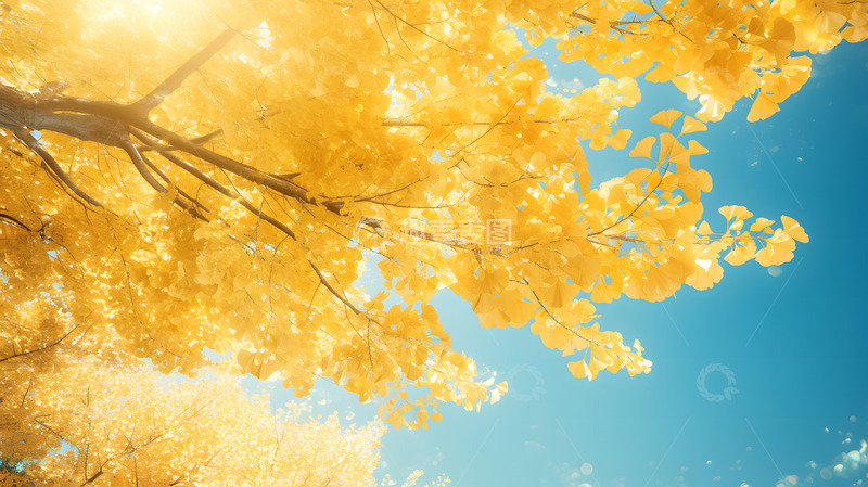 高清大图下载【趣麦麦图】金秋阳光下的银杏树手绘插画4