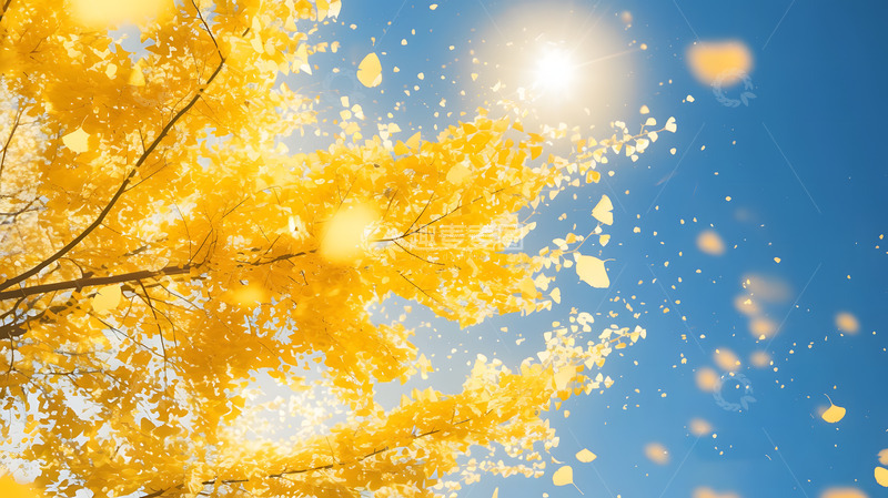 高清大图下载【趣麦麦图】金秋阳光下的银杏树手绘插画1