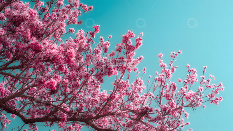 高清大图下载【趣麦麦图】春天绽放的梅花