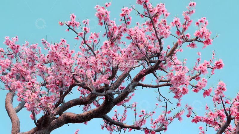 高清大图下载【趣麦麦图】春天绽放的梅花3