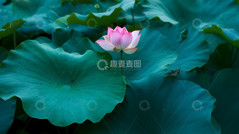 高清大图下载【趣麦麦图】一朵绽放的荷花6