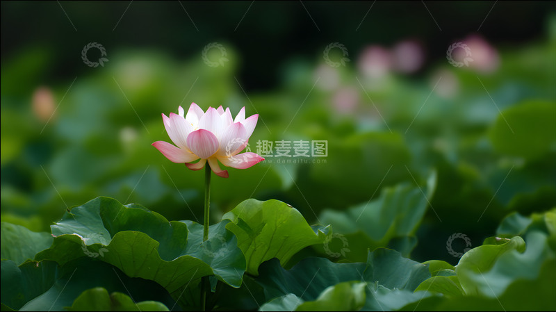 高清大图下载【趣麦麦图】一朵绽放的荷花8