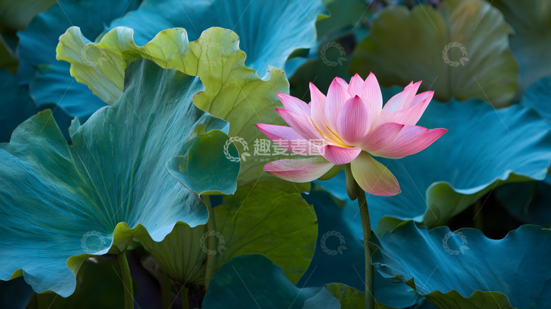 高清大图下载【趣麦麦图】一朵绽放的荷花5